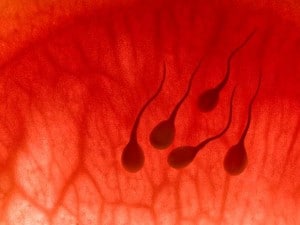 Científicos chinos crean esperma artificial