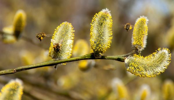 alergias primaverales y defensas