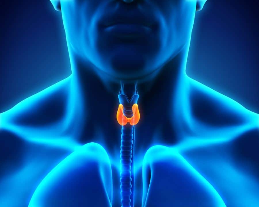 la glándula tiroides