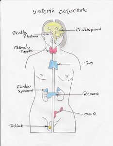 Sistema Endocrino. Qué glándulas lo componen