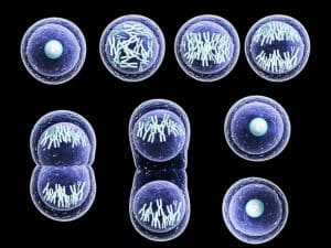Meiosis: su impacto en la fertilidad femenina