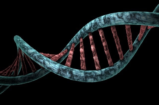 Ovodonación: el papel del ADN