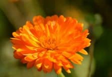 Caléndula propiedades antioxidantes