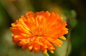 Caléndula propiedades antioxidantes