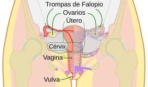 Vagina