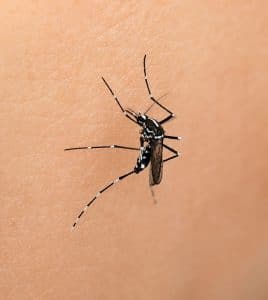 Repelente para mosquitos en niños: cuál elegir y cómo usarlo de forma segura